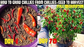 How To Grow Chillies At Home100 chillies per plantSeed To Harvest [upl. by Ivzt]