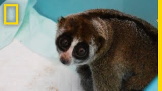 Slow Lorises Rescued From Illegal Pet Trade  National Geographic [upl. by Serena]