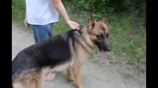 German shepherd 11 month puppy [upl. by Alfonso]