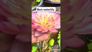 Waterlily collection hassabadin waterplants [upl. by Trilbi]