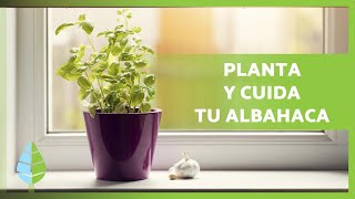 Cómo CULTIVAR ALBAHACA en MACETA🌱 ¡Siembra poda riego y más [upl. by Retsevlys]