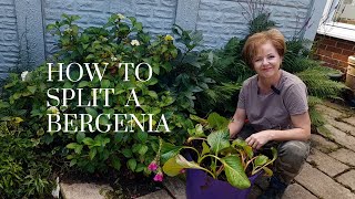 Splitting a Bergenia  how to get more plants for free [upl. by Farris]