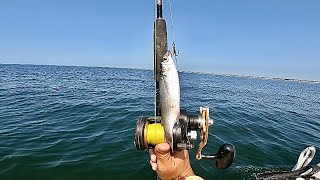 Fishing LIVE MULLET Off The Beach Troll amp Drift [upl. by Jandy]