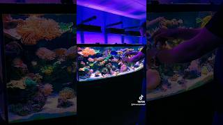 Man cave reef aquarium reefrevolution fishaquarium mancavereef fish reefcommunity livingreef [upl. by Alegnasor]