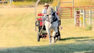 10 year old Percheron Jack  for sale [upl. by Det285]