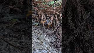 正在爬熊野古道的螃蟹 Crab on Kumano kodo [upl. by Alarise]