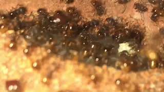 Acanthomyrmex glabfemoralis big colony doing well [upl. by Warring]