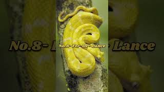 Top 10 Deadlist Snakes In The World  The Top Tens [upl. by Ahsenauj]