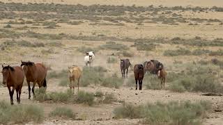 Stock Video  Utah wild horses walking through the West Desert on hot summer day [upl. by Chadwick742]