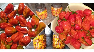 Ghost chilli pickle  Bhut jolokia achar Recipes [upl. by Florenza]