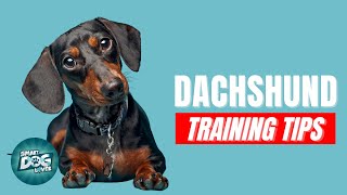 How to Train Your Dachshund  Best Dachshund Puppy Training Tips [upl. by Greff793]