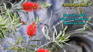 New BirdSpecies 99 Spiny cheeked Honeyeater amp Bird CallBackyardbirds Australia [upl. by Costanzia523]