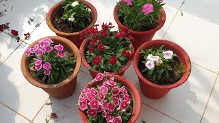 Dianthus Care Tips  How to Grow and Care Dianthus Plant  Fun Gardening [upl. by Aneertak814]