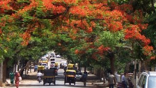 Les couleurs et la vie en inde du sud [upl. by Nahor851]