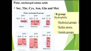 Classification of Amino acid in hindi [upl. by Sabir]