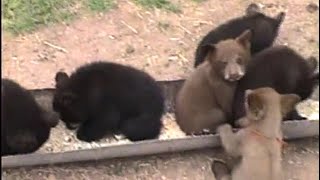 19970519 South Dakota Bear Country USA III  Bear Cubs [upl. by Reggis658]