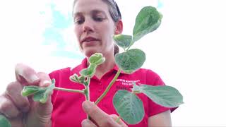 Diagnosing OffTarget Dicamba Injury to Soybean [upl. by Dranyar]