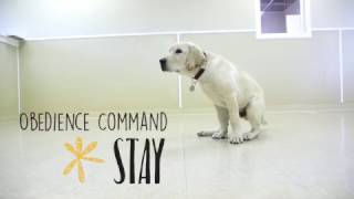 Obedience Command  Stay [upl. by Roper]