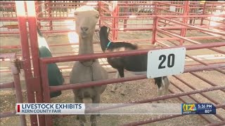 Livestock exhibits are tradition at the Kern County Fair [upl. by Rika]