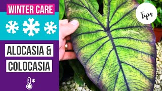 How to care for Colocasia amp Alocasia in winter  winterization [upl. by Odirfliw849]