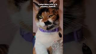 como no tigres gatos felinos cat fypシ viral gatuno [upl. by Ioyal]