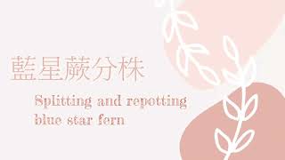 藍星蕨分株上盆 Splitting and repotting blue star fern Phlebodium aureum [upl. by Aseen133]