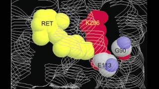 Differential arrestin1 binding A potential mechanism for night blindness [upl. by Nosyaj]