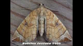 Part 8 Common Carpet and Pug Moths Family Geometridae [upl. by Lengel]