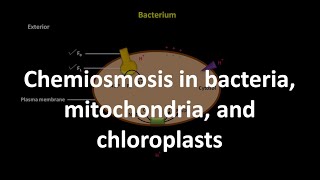 Chemiosmosis in bacteria mitochondria and chloroplasts [upl. by Kloster]