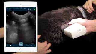 How to Perform FAST Ultrasound of Dog Thorax  Dr Soren Boysen Demonstrates Using Clarius Ultrasound [upl. by Nagaem]