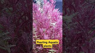 Pearling aquatic plantsshorts shortvideo shortsfeed pearling aquaticplants aquarium [upl. by Truk]