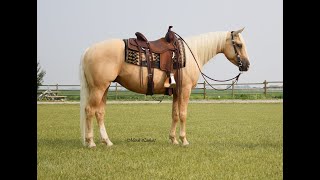 TFR VIN PRESCRIPTO  3 year Old  AQHA Gelding  143 HH [upl. by Nnawaj681]