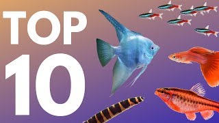 Top 10 Aquarium Fish for Beginners [upl. by Nileak]