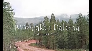 Björnjakt i Älvdalen 2023 [upl. by Treborsemaj]