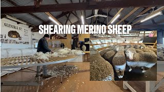 Shearing Merino Sheep [upl. by Mcclish]