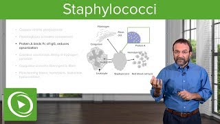 Staphylococci – Microbiology  Lecturio [upl. by Tobie]