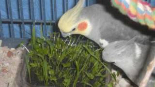 Playful Parrot Food  Growing Grass Shoots [upl. by Lede]