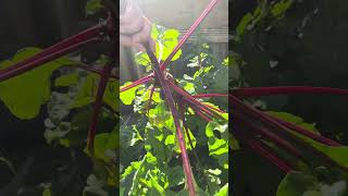 Backyard Beetroot Harvest  Fresh Veggie Garden in Australia shorts australia [upl. by Erreipnaej]