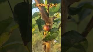 Jaboticaba fruit is set in our Ramanujans garden plinia cauliflora myrtaceae exoticfruitplants [upl. by Lowery697]