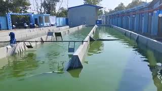 dxn bangladesh factory Spirulina pond [upl. by Ollopa]