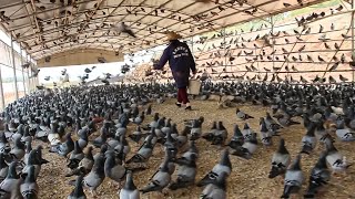 Millions of Pigeons Farming For Meat in China 🕊️  Pigeon Meat Processing in Factory [upl. by Emawk]