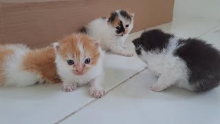 Cute kittens walking on the floor for the firts time  day 21 [upl. by Ledif]