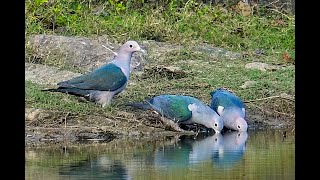 Green Imperial Pigeon [upl. by Nnahsal]