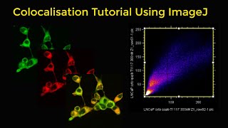 Colocalisation tutorial using ImageJ [upl. by Nyliahs]