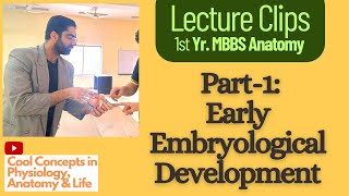 Embryology Anatomy Early Embryological Development Part1  1st Year MBBS [upl. by Esnahc385]