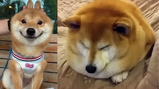 Shiba Inu are so Cute and Funny 2020  Best Shiba Videos [upl. by Aleece]