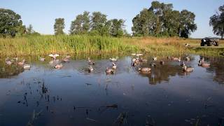 Lucky Duck Decoys Review  Ultimate Waterfowlers Challenge  UWC [upl. by Reifnnej]