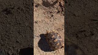 Baby tortoise name and age [upl. by Jary]