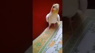 Cockatiel singing September birdsinging shortsviral trending september [upl. by Drisko]