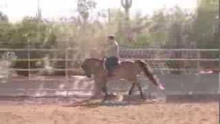 CR Veracruz 2010 Arabian Hunter Pleasure Gelding For Sale [upl. by Aihsenor897]